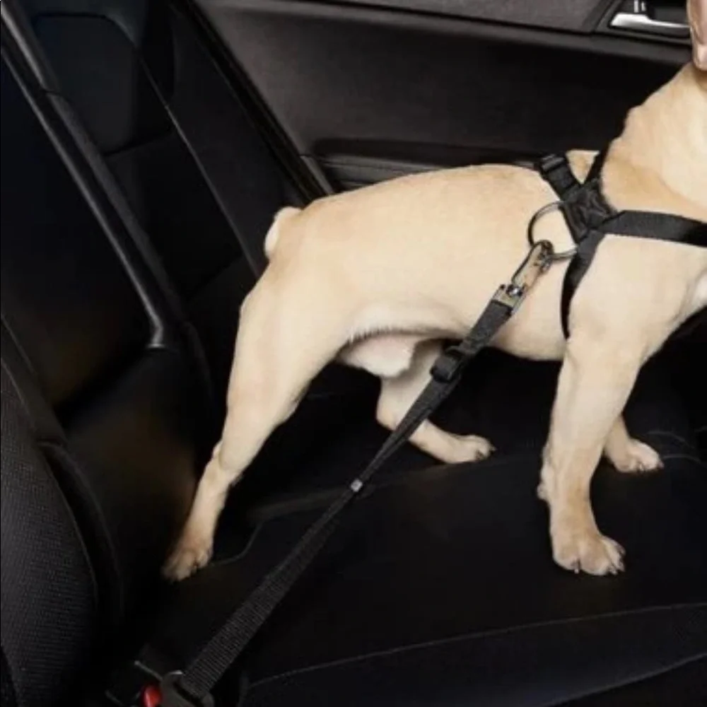 PET SEATBELT